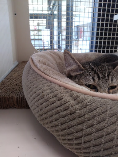 Pet Supply Store «Petco Animal Supplies», reviews and photos, 431 Westport Ave #1, Norwalk, CT 06851, USA