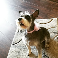 Tailored Tails Grooming - Photo 4 - Car repair in Clinton, UT, Ogden