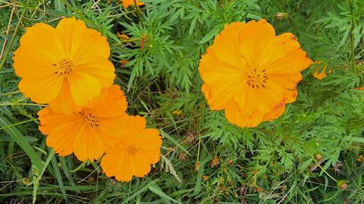 Grocery Store «Sunspot Natural Market», reviews and photos, 3717 S Reed Rd, Kokomo, IN 46902, USA