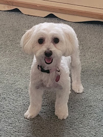 Yuppie Puppies Pet Shop - Photo 4 - Car repair in Corona, CA, Los Angeles