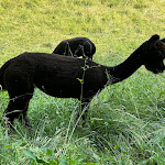 Photo n°19 de l'avis de Ladislaus.o fait le 19/06/2023 à 18:10 sur le  Rainhof Scheune - Rainhof Hotel GmbH à Kirchzarten