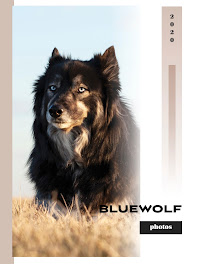 BlueWolf photos - Photo 4 - Car repair in , Springfield