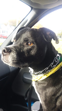 Spoiled & Pampered Dawggy - Photo 2 - Car repair in Avon Lake, OH, Lorain