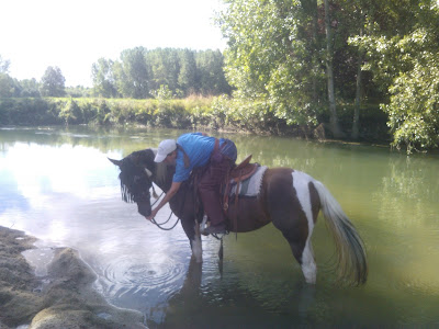 Le Ranch des Centaurées - équitation Western comportementale à Brugnac