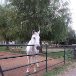 Photo n°3 de l'avis de antonella.a fait le 15/07/2020 à 21:21 sur le  Agriturismo Mararanch à Castrocucco