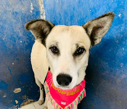 CCTorreón (control canino, perrera municipal) photo