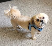 Tree Lodge Pet Resort - Photo 2 - Car repair in Chesterfield, MI, Sterling Heights