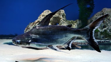 M A Fisheries