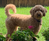 FurrBabies Pet Services, Pet Sitting and Dog Walking - Photo 4 - Car repair in , Denton