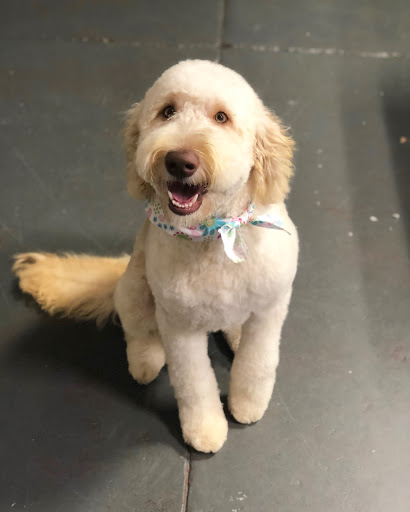 Pet Groomer «The Fetch House», reviews and photos, 130 W Washington St, Madison, GA 30650, USA