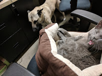 Pet Food Express - Photo 7 - Car repair in Danville, CA, Concord