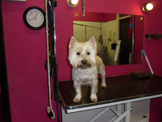 Dirty Dogs & Filthy Bitches