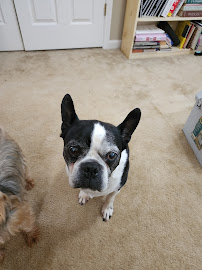 Ultimate Canine Care - Photo 8 - Car repair in Graham, NC, Burlington