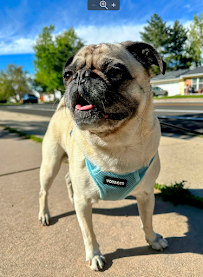 Colorado Pet Companion - Photo 9 - Car repair in , Thornton