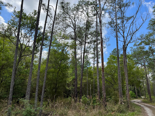 Nature Preserve «Green Swamp Wilderness Preserve», reviews and photos, 28057 FL-471, Webster, FL 33597, USA