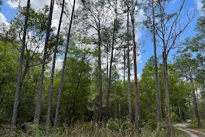 Green Swamp Wildlife Management Area - Cumpressco Unit image