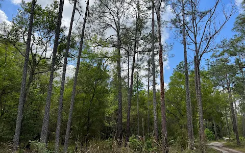 Green Swamp Wildlife Management Area - Cumpressco Unit image