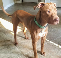 Fetch! Pet Care of West Augusta - Photo 4 - Car repair in , Augusta