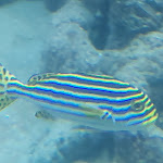 Photo n°20 de l'avis de David.u fait le 01/11/2022 à 14:17 sur le  Aquarium Wilhelmshaven incl. Prehistoric Sea Museum à Wilhelmshaven