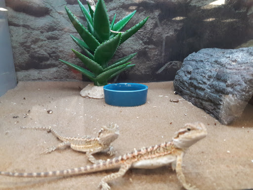 Pet Supply Store «Petco Animal Supplies», reviews and photos, 1425 N Montebello Blvd, Montebello, CA 90640, USA