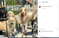 QC Dog Walking Services - Photo 2 - Car repair in Brooklyn, NY, New York