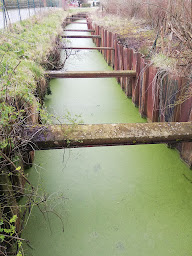 Photo n°20 de Réserve naturelle nationale des étangs du Romelaëre à Clairmarais ()