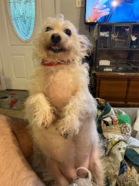 Newberry Animal Hospital Main St. - Photo 6 - Car repair in Gainesville, FL, Gainesville