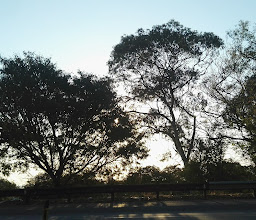 Brenthurst Gardens photo