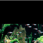 Photo n°1 de l'avis de V... fait le 19/05/2021 à 19:01 sur le  Strapizzami à Marigliano