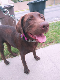 Amor Pets - Photo 9 - Car repair in , Fullerton