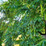 Photo n°19 de l'avis de C... fait le 01/09/2022 à 09:44 sur le  Orangerie Café und Restaurant à Klütz