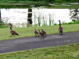 Brick Pond Park - photo 44