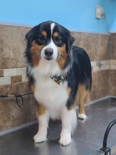 Pet Store «Canine Carousel», reviews and photos, 43135 Broadlands Center Plaza #129, Ashburn, VA 20148, USA