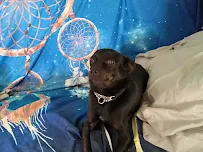 Pete & Mac's Pet Resorts - Car repair in Kansas City, MO, Kansas City - Rated 4.2/5