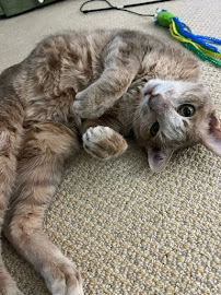 Bone·A·Fide Pet Care - Photo 2 - Car repair in Raleigh, NC, Raleigh