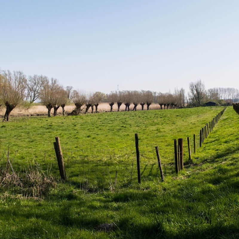 Dordtse Biesbosch