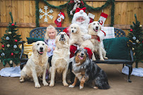 PAWZ Dog Services - Photo 3 - Car repair in Knoxville, TN, Knoxville