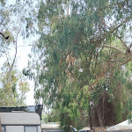 Photo n°3 de l'avis de grisildis. fait le 14/09/2023 à 13:11 sur le  Flumendosa Camping Village à Pula