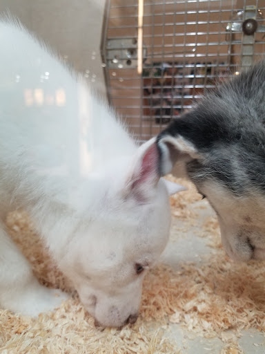 Pet Store «Alley Cat Pet Center», reviews and photos, 8700 NE Vancouver Mall Dr, Vancouver, WA 98662, USA