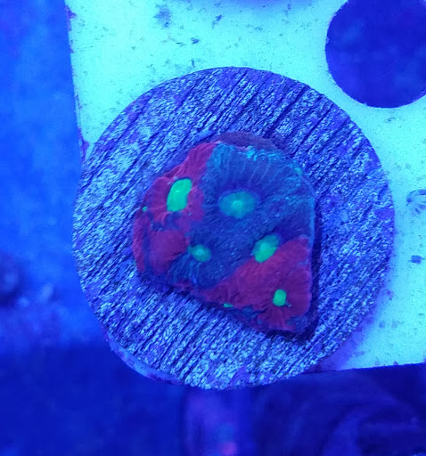 Tropical Fish Store «Ocean Avenue», reviews and photos, 6401 S Cooper St, Arlington, TX 76001, USA