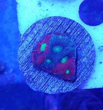 Ocean Avenue - Photo 5 - Car repair in Arlington, TX, Fort Worth