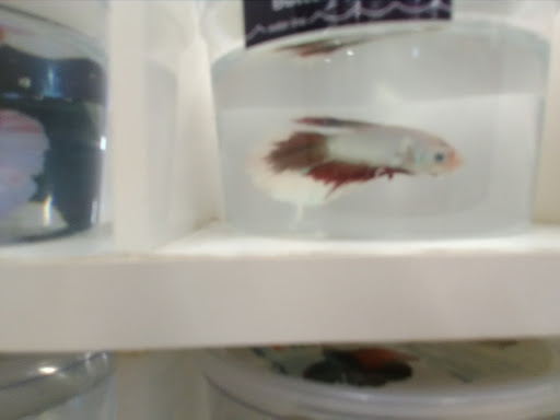 Pet Supply Store «Petco Animal Supplies», reviews and photos, 2561 E Hwy 50, Clermont, FL 34711, USA