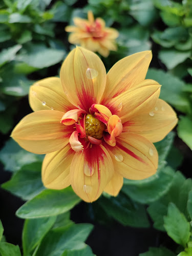 Opinii despre Ogrodnictwo J.S.Szczepańscy în Żary - Ogrodnik