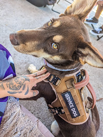 Canine Training Services