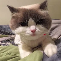 Clip & Fluff Boutique - Car repair in Staten Island, NY, Staten Island - Rated 3.9/5