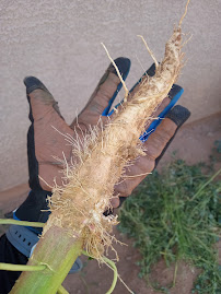 A to Z Buzz Kill Pest and Weed Control - Photo 5 - Car repair in , Tucson