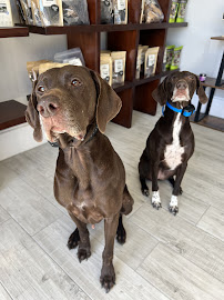 Raw Pets - Photo 9 - Car repair in Largo, FL, St. Petersburg