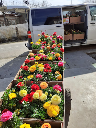 Comentarii opinii despre Flori de Flori