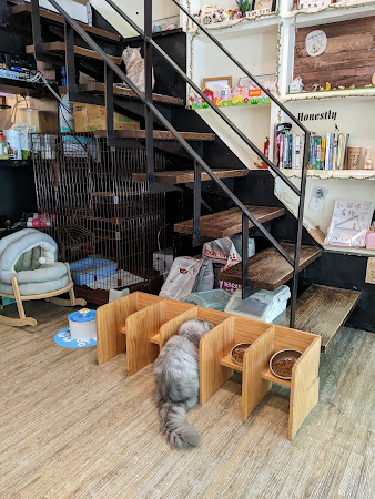 和貓咪有約貓咪主題咖啡館