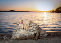 Banyan Photography for Pets and People - Photo 6 - Car repair in , Menifee